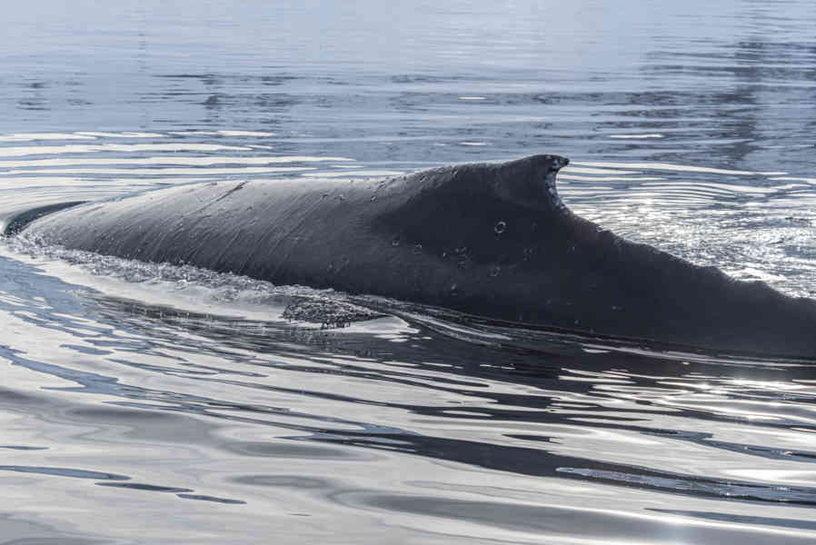 Ballena Minke - Antártida 16.jpg